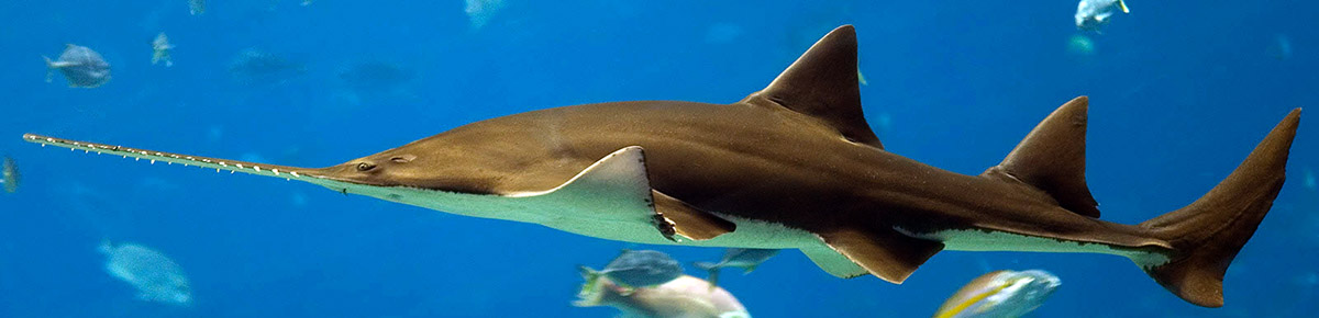 pristis pectinata_09.jpg